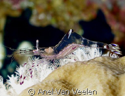 Shrimp taken at Marsa Bareika with SP350. by Anel Van Veelen 